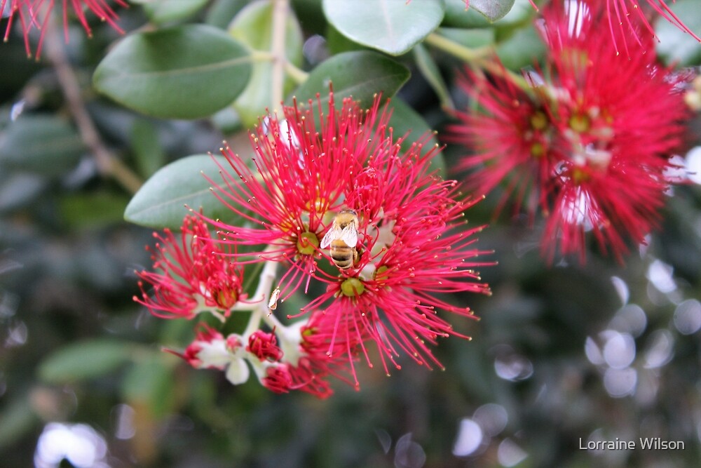 "New Zealand Christmas Bush" by Lorraine Wilson Redbubble