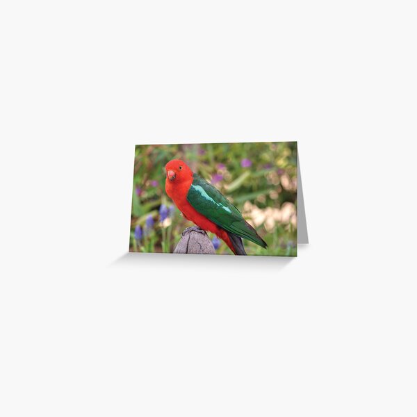 Australian King Parrot Greeting Card