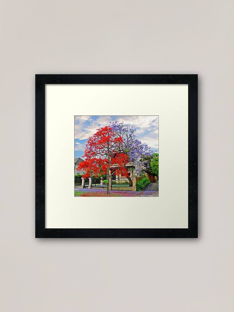 Alternate view of Illawarra Flame tree & Jacaranda Framed Art Print