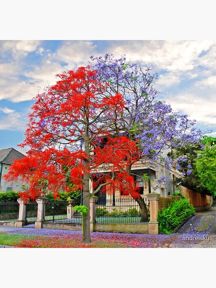 Illawarra Flame tree & Jacaranda by andreisky