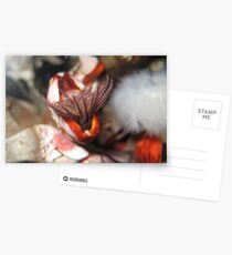 An enemy anemones Postcards