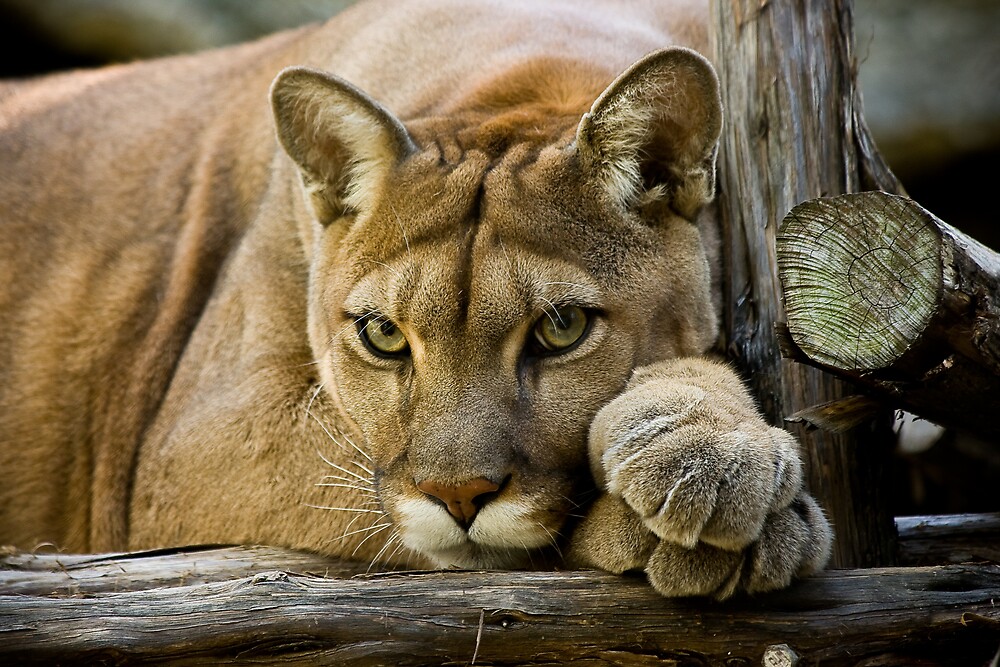 "Texas Cougar" by Debbie Bryant | Redbubble