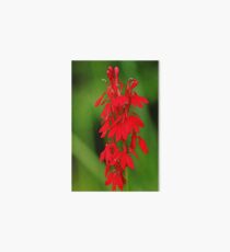 Scarlet Lobelia Art Board