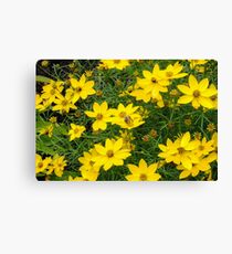 Bumble Canvas Print