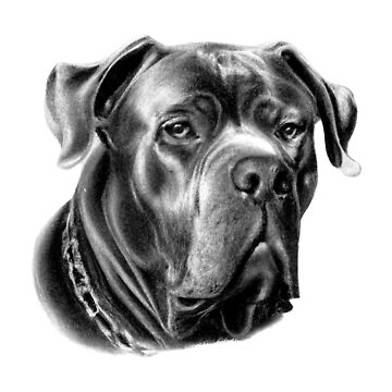 10+ Cane Corso Drawing