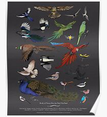 Birds of Pansy Boy by Paul Harfleet. Poster