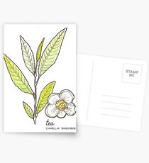 Tea series: Tea plant Postcards
