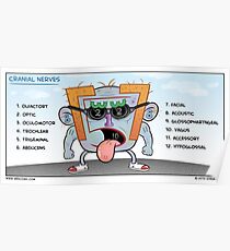 Cranial Nerves Poster