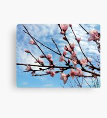 Peach Blossom Canvas Print