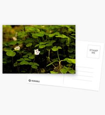 Wood Sorrel, Ness Woods, County Derry Postcards