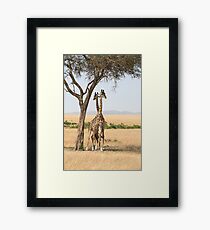 Maasai Giraffes. Males Necking. Maasai Mara, Kenya Framed Print