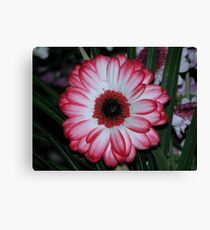 Blushing Canvas Print