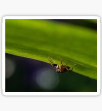 Jumping Spider Sticker
