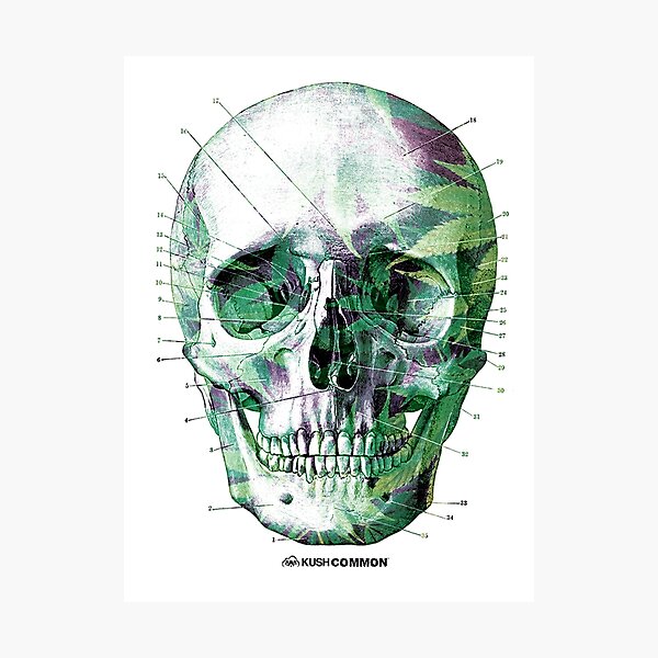 Pot Head Photographic Print