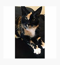 PUSS PUSS Photographic Print
