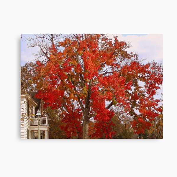 Firey Tree Canvas Print