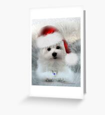 Hermes the Maltese at Christmas Greeting Card