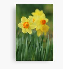 Shropshire Daffodils Canvas Print