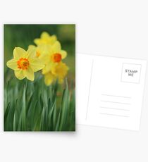 Shropshire Daffodils Postcards