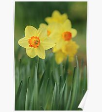 Shropshire Daffodils Poster
