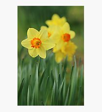 Shropshire Daffodils Photographic Print