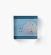 Lapwings Acrylic Block