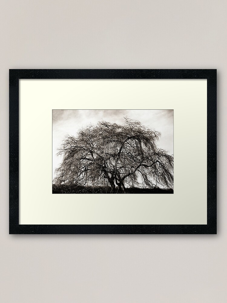Alternate view of Willow Tree Framed Art Print