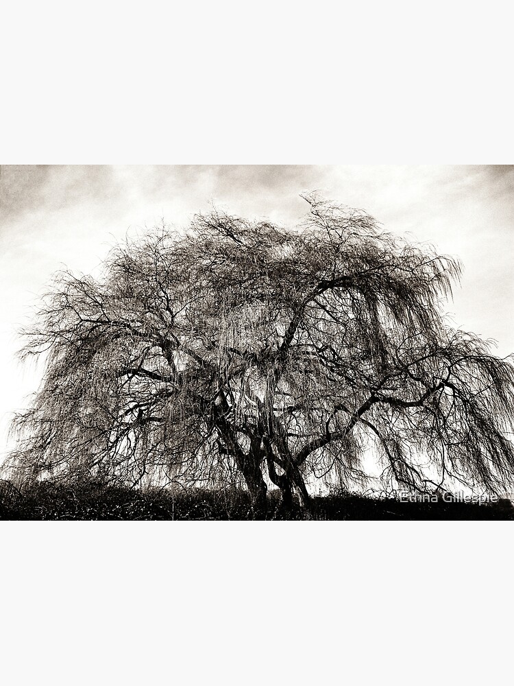 Willow Tree by ethna