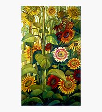 sunflowers Photographic Print