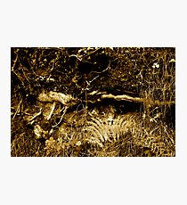 Rooted 16 Photographic Print