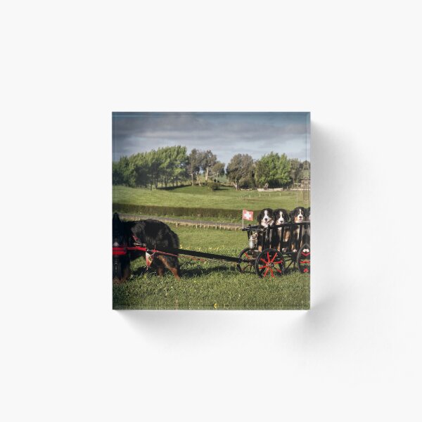 Bernese Mountain Dog & Puppies Acrylic Block