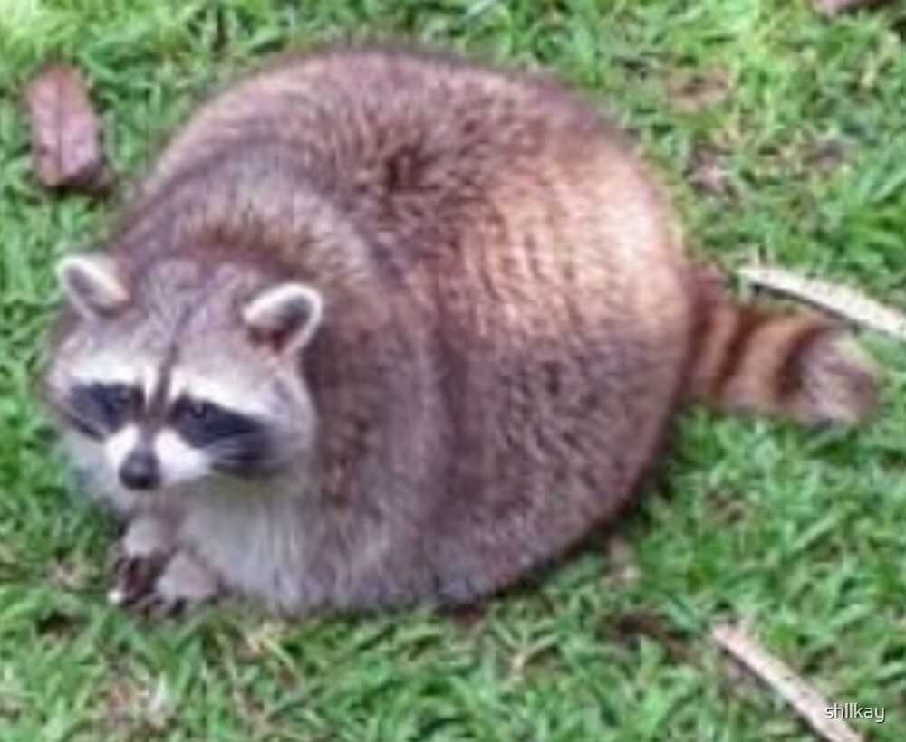 Why Fat Raccoon Pfps Are Trending Image