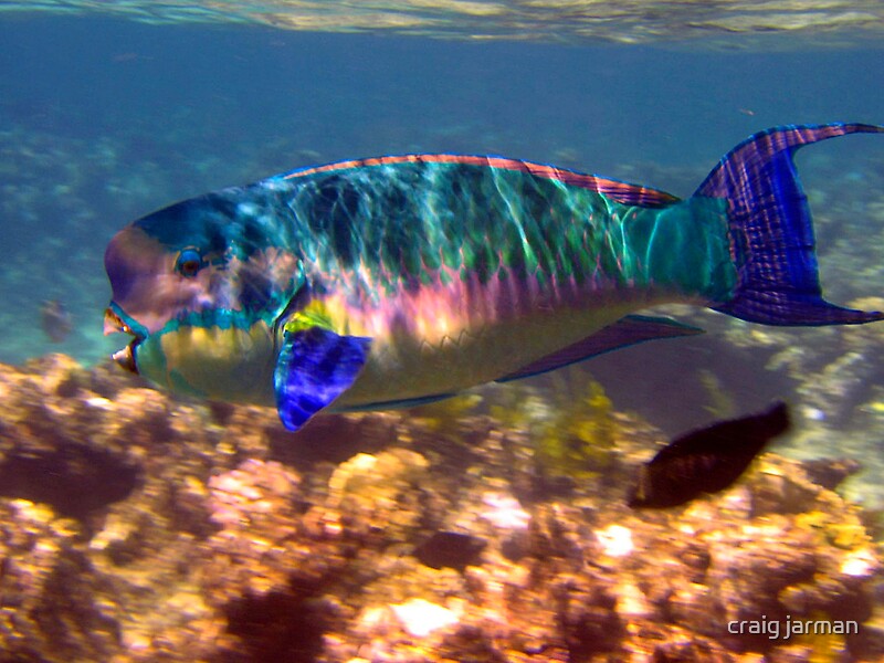 “rainbow parrotfish” by craig jarman | Redbubble