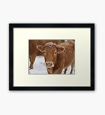 Cow Framed Print