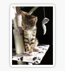 Kitten playing on cat tree Sticker