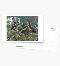 introductions Postcards