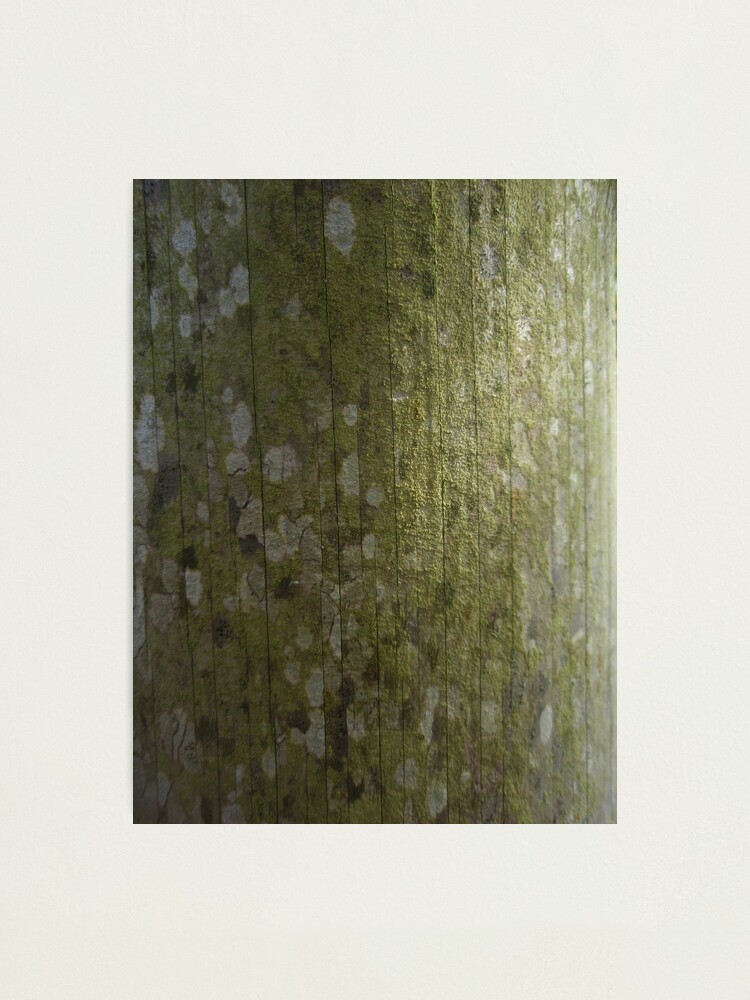 Alternate view of the green side of the moon Photographic Print