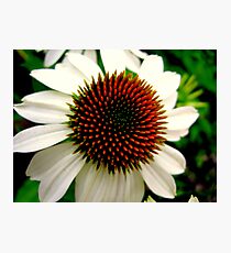 SPIKE Photographic Print