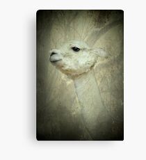 Lady Llama Canvas Print