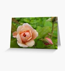 sweetness Greeting Card