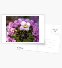 alyssum Postcards