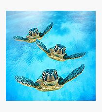 Sea Turtles Swimming Photographic Print