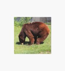 Cinnamon Black Bear Art Board