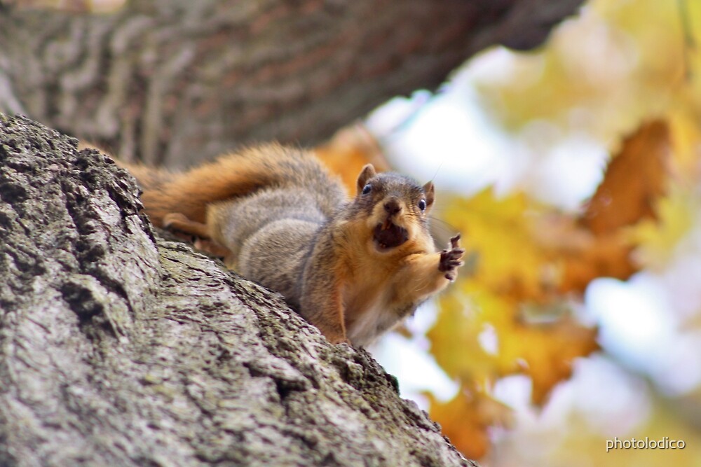 "Squirrel Meme" by photolodico | Redbubble