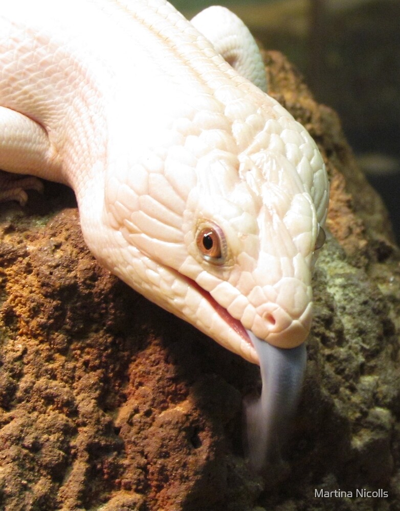 “Albino Blue Tongue Lizard, Australia” by Martina Nicolls | Redbubble
