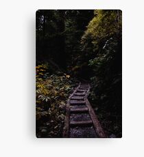 forest path Canvas Print