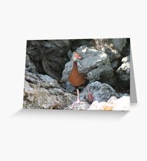Quack Greeting Card