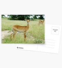 Grants Gazelle Murchison Falls National Park Uganda Postkarten