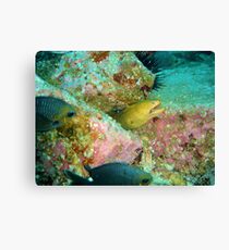 Moray Canvas Print