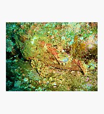 Stone Fish Photographic Print